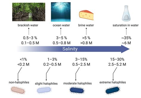 Classification of halophiles based on different levels of salt... | Download Scientific Diagram