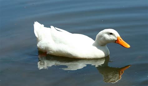 420+ White Duck Names for Males and Females - The Hip Chick