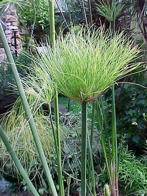 Little Egyptian Papyrus in 4 Inch Container | Etsy Water Plants, Water ...