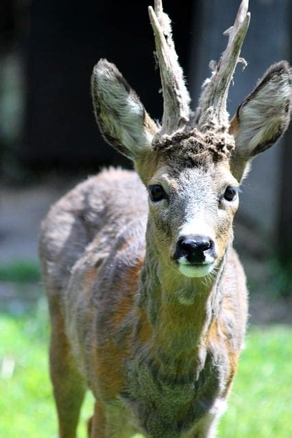 What Animals Have Antlers? Easy Explanation With Examples – AnimalTriangle