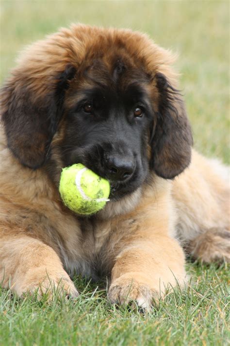 Leonberger puppy with a tennis ball Cute Puppies, Dogs And Puppies, Cute Dogs, Doggies, Perro ...