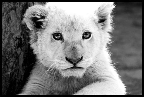 Beautiful Photos of Lion Cubs You Must Not Miss - Utterly Cute Yet ...