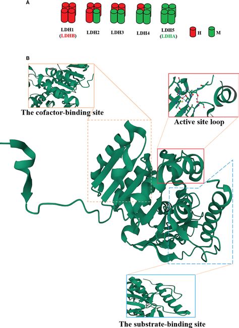 The structure of the lactate dehydrogenase A (LDHA) subunit. (A) LDH... | Download Scientific ...