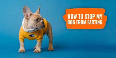 How To Stop My Dog From Farting – Health Problems, Solutions & FAQ