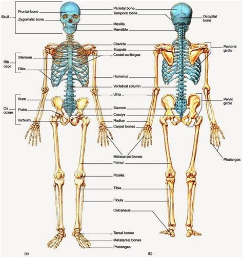 body anatomy - Pesquisa Google | Skeleton System | Pinterest | Models ...