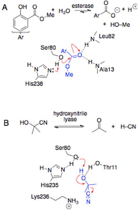 Cyclic Ester Hydrolysis