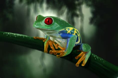 Wallpaper : frog, branch, colorful 2000x1334 - CoolWallpapers - 655970 ...