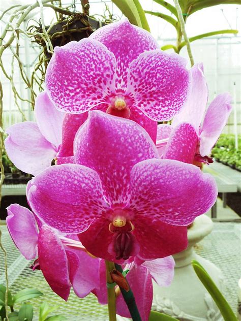 Hawaiian Orchids 18 Photograph by Ron Kandt - Fine Art America