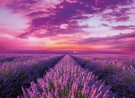 Download Lavender Field At Sunset | Wallpapers.com