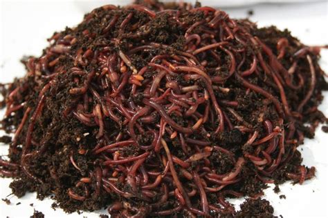 Red Wigglers For Sale Cheap (With images) | Red wigglers, Worm composting, Red wiggler worms