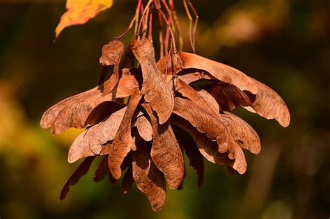 Free photo: maple, seeds, flying seeds, brown, autumn, close, autumn ...