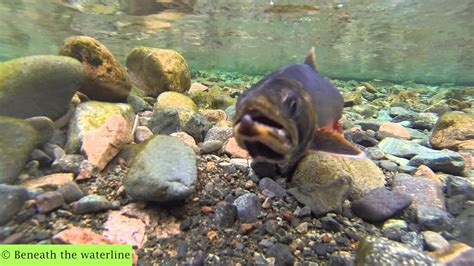 British Freshwater Fish (40 Species Underwater) - YouTube