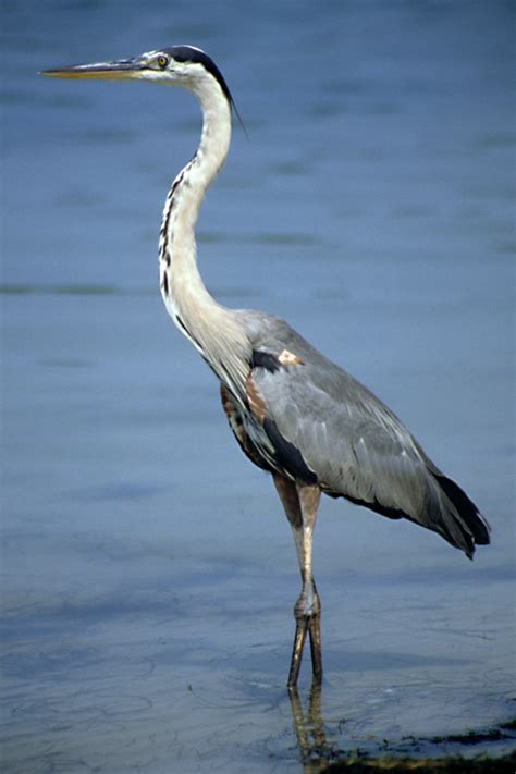 Florida Water Birds: A Photographic Guide - WanderWisdom