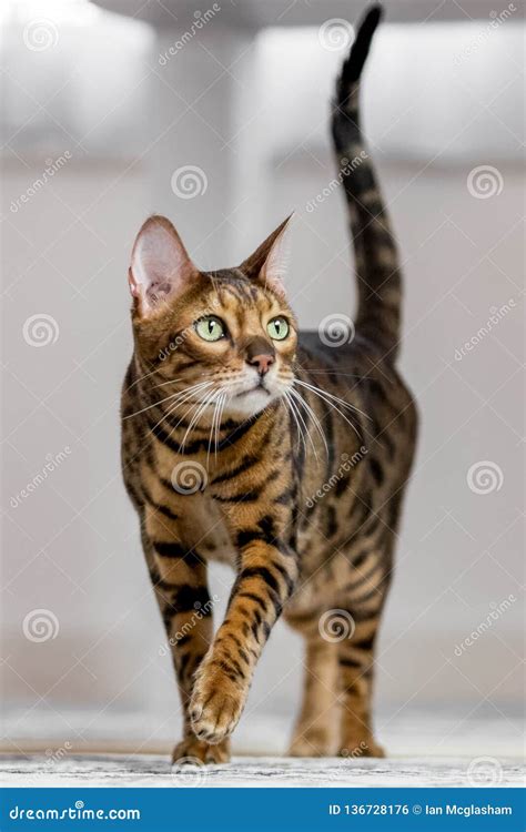 A Bengal Cat Walking Towards Camera with a Long Tail Stock Photo - Image of whiskers, beautiful ...