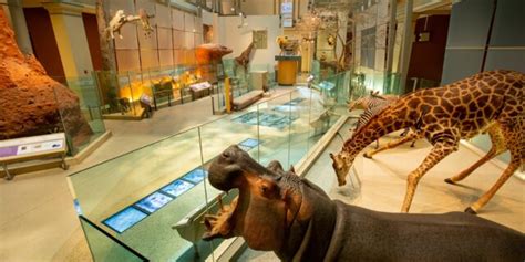 Smithsonian National Museum of Natural History - Free Tour!