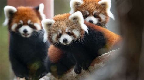 Woodland Park's red panda cubs will move to new zoos this month | KOMO