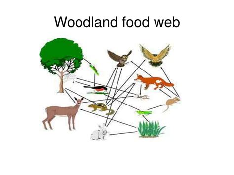 PPT - Food Chains PowerPoint Presentation - ID:211225