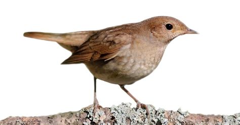 Nightingale Bird Facts | AZ Animals