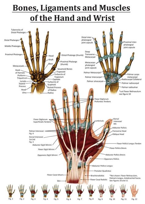 Anatomy of the Hand and Wrist | Hand therapy, Wrist anatomy, Hand anatomy