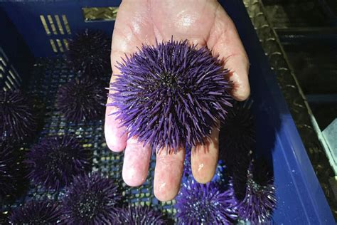 Sea urchins are chomping their way through Oregon coast kelp, ‘uncharted territory’ for marine ...