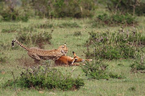 Cheetah vs. Impala (Forum für Naturfotografen)