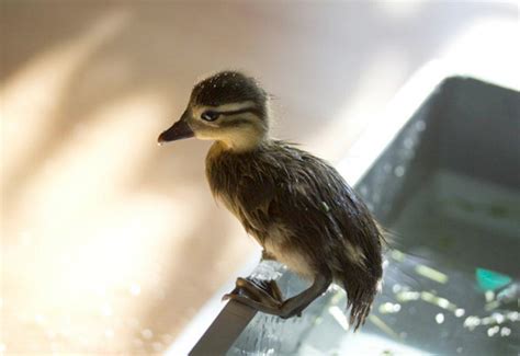 Baby duck swimming (17 pics) | Amazing Creatures