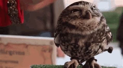 Cute Owl GIF - Cute Owl Pet - Discover & Share GIFs