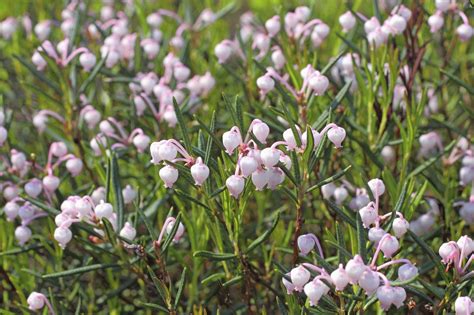 What Is Bog Rosemary - Learn About Marsh Andromeda Plants | Gardening Know How