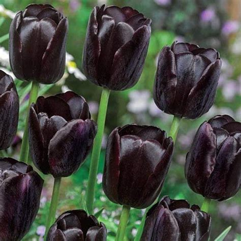 10 Jerusalem Tulip Bulbs Get 10 Huge Bulbs From Our Iowa - Etsy