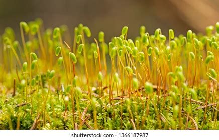 Macro Moss Spores Moss Growing Spore 스톡 사진 1366187987 | Shutterstock