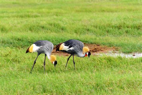 crowned crane 1383695 Stock Photo at Vecteezy