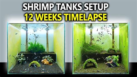 3 Breeding Shrimp Tanks Setup for Caridina (Step by Step 12 Weeks Shrimp Tank Cycle) | Shrimp ...