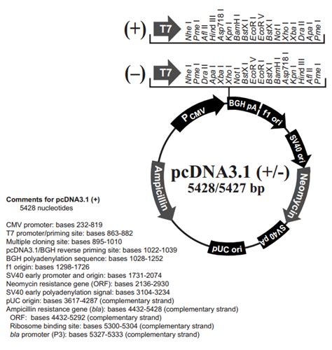 pcDNA3.1(+)载体信息/pcDNA3.1(+)质粒图谱/pcDNA3.1(+)序列 » 爱科博生物