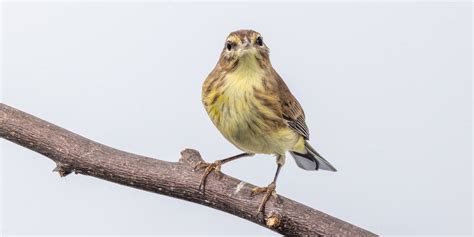 Palm warbler | Smithsonian's National Zoo and Conservation Biology Institute