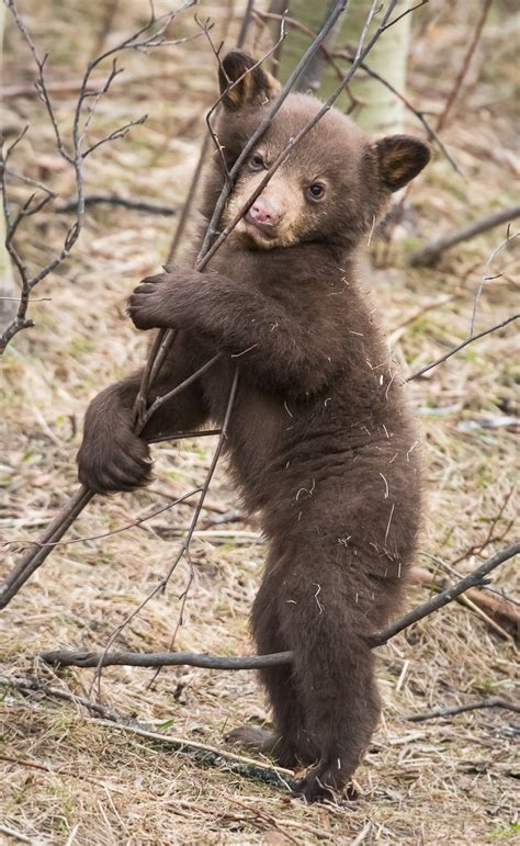 Why do black bear cubs play? | Nature Labs