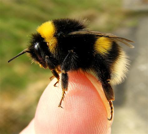 Fuji FinePix S5800.Super Macro.Bumble Bee On My Finger.Mar… | Flickr