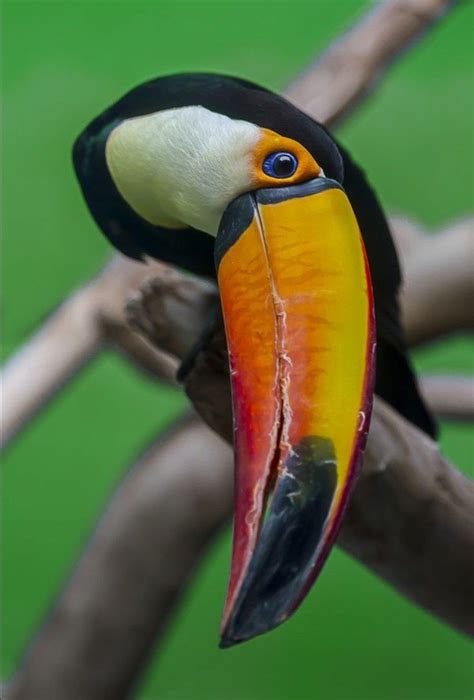 Pin by Kamuela on Birds ~ Tropicals & Exotics | Pet birds, Rainforest animals, Unique animals