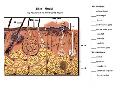 [Solved] Identify and label the skin model | Course Hero