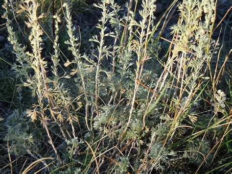 Pasture sagewort — Edmonton & Area Land Trust