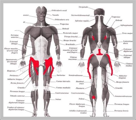 Lower back hip anatomy – Graph Diagram