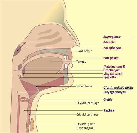 Evaluation and management of upper airway obstruction - Paediatrics and Child Health