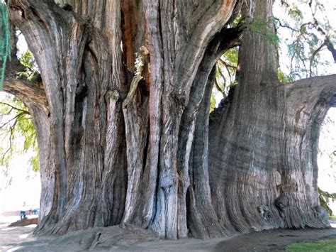 Top 10 largest trees in the world (by circumference) | Wondermondo