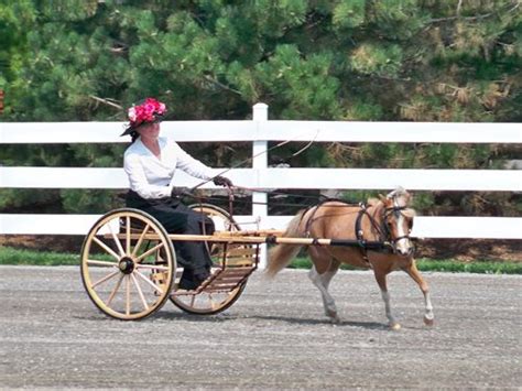 1000+ images about Breeds Of Horses That Work! on Pinterest | Gypsy ...