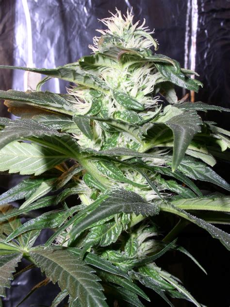 Cola, plant #2 | Grasscity Forums - The #1 Marijuana Community Online