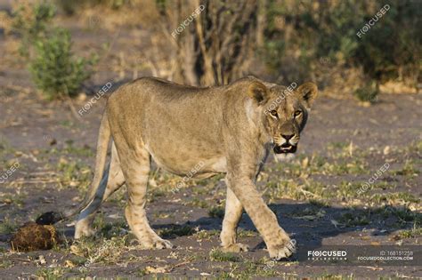 Front view of lioness walking with trees on background, Botswana ...