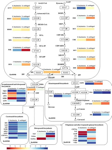 Expression patterns of S. khuzistanica and S. rechingeri transcripts ...