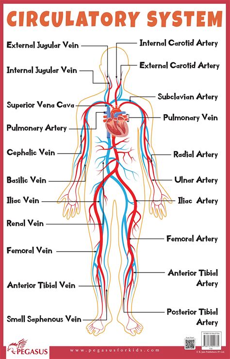 Circulatory System Parts