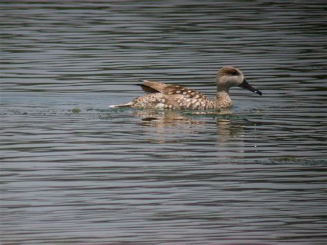 Marbled Duck | Bubo Birding