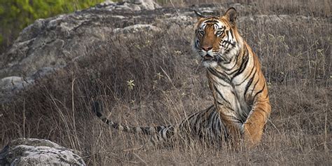 Tiger Safari in Pench National Park - Pench Tiger Safari