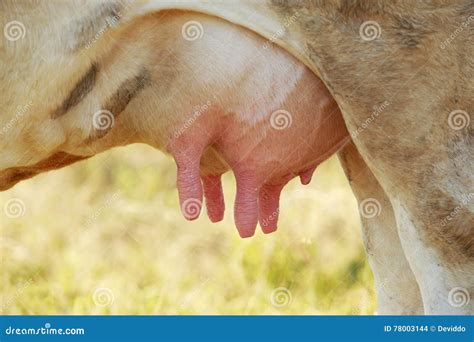 The cow s udder stock photo. Image of grazing, mammal - 78003144